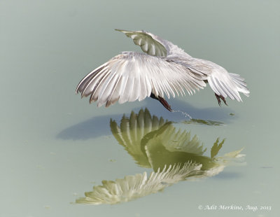 AM_05082013_W Tern_7435.jpg