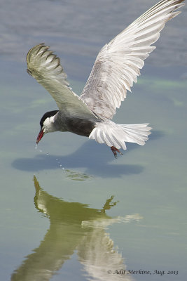 AM_05082013_W Tern_7462.jpg