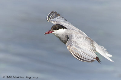 AM_05082013_W Tern_7476.jpg