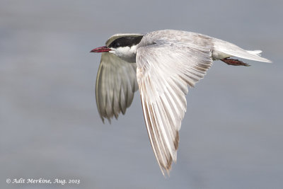 AM_05082013_W Tern_7477.jpg