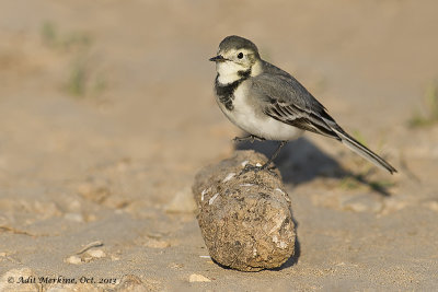 White Wagtail