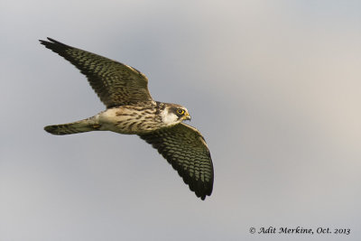 Red-footed Falcon