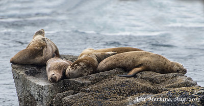 Steller Sea Lion