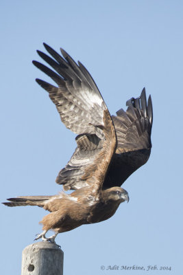 AMR_20022014_Black Kite_7022.jpg