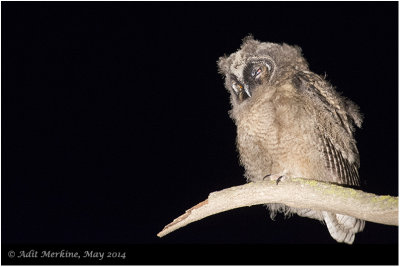 AMR_22052014_L-e Owl_9530.jpg
