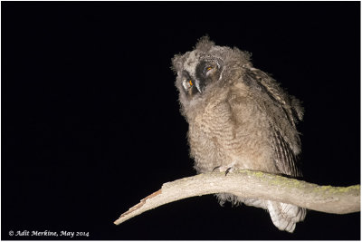 AMR_22052014_L-e Owl_9533.jpg