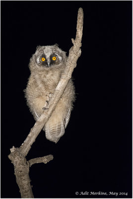 AMR_22052014_L-e Owl_9559.jpg