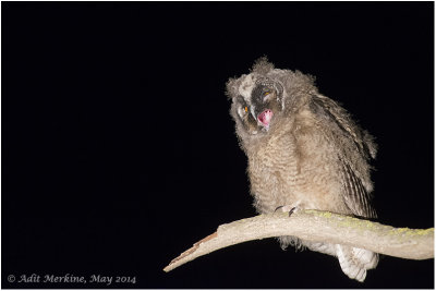 AMR_22052014_L-e Owl_9534.jpg