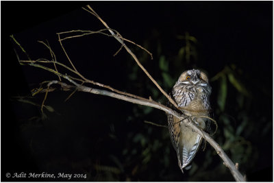 AMR_15052014_L-e Owl_9475.jpg