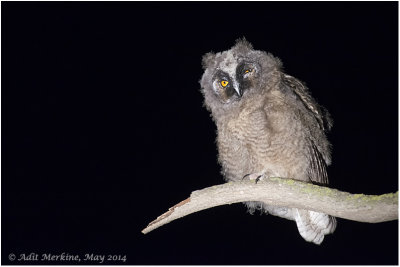 AMR_22052014_L-e Owl_9542.jpg