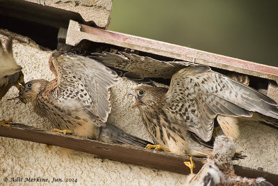 AMR_07062014_L_Kestrel_9715.jpg
