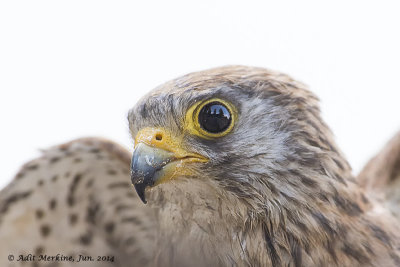 AMR_07062014_L_Kestrel_9831.jpg