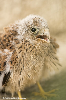 AMR_07062014_L_Kestrel_9741.jpg