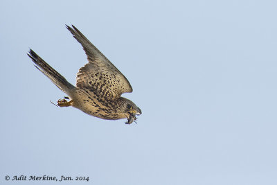 Lesser Kestrel