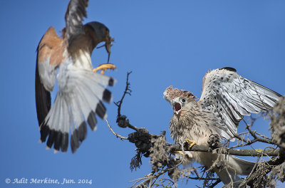 AMR_10062014_L_Kestrel_0243.jpg
