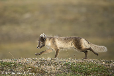AMR_08072014_ fox_1347.jpg