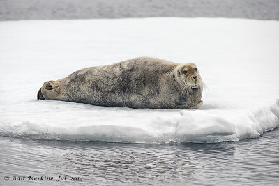 Bearded seal