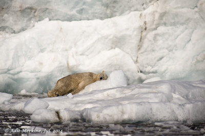 Polar bear