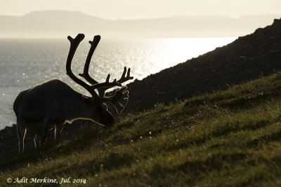 reindeer