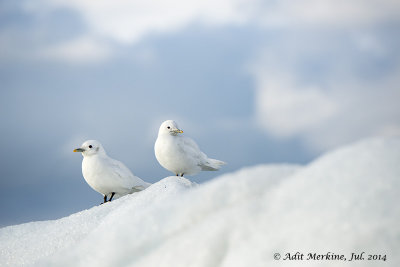 Ivory gull
