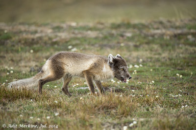 AMR_08072014_ fox_1451.jpg