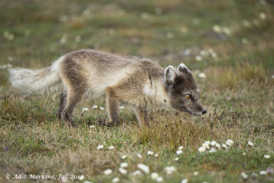 AMR_08072014_ fox_1454.jpg