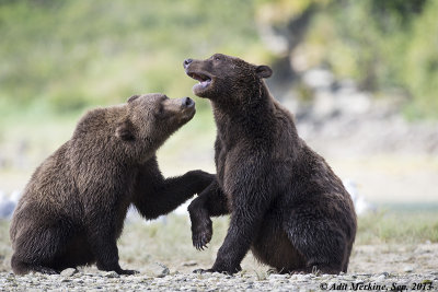 Coastal Brown Bear