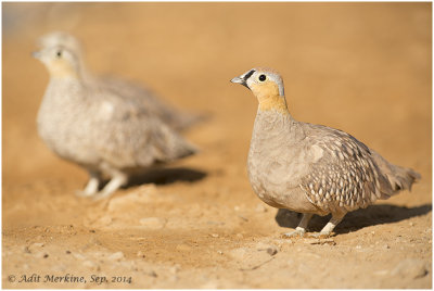Crowned Sandgrouse_2014