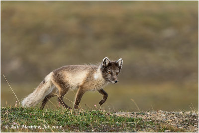 AMR_08072014_fox_1365 - WEB.jpg