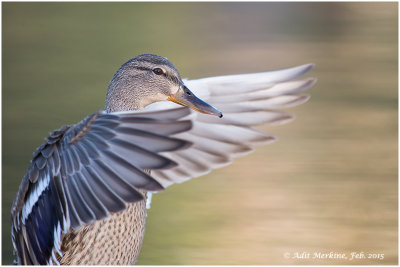 Anseriformes order