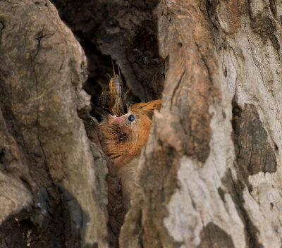 Hoopoe