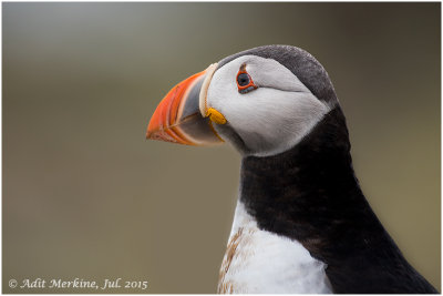 Atlantic_puffin - Portraits at close