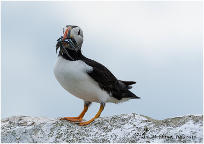 Atlantic Puffin - Other shots