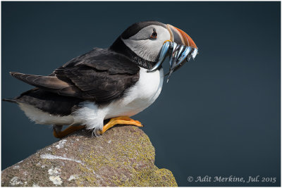 Atlantic Puffin - The blue series