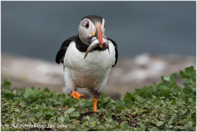 Atlantic puffin - On the meadow
