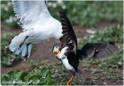 Gulls