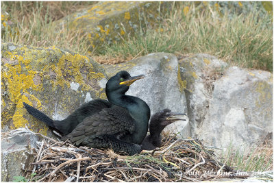 European shag