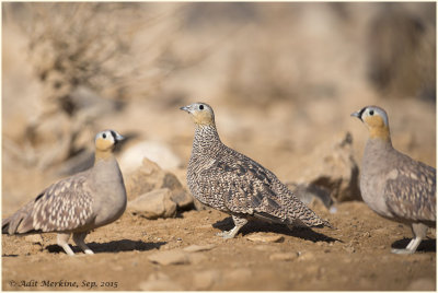 crowned_sandgrouse