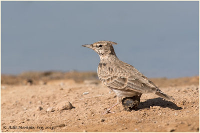 Crested lark