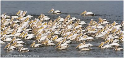 Great white pelican - 2015