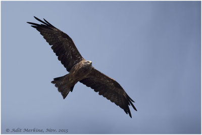 Black Kite