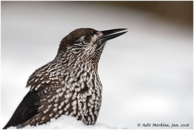 Song birds