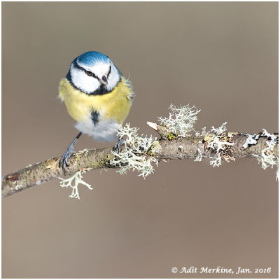 Blue tit