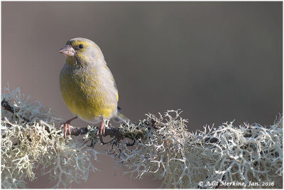 Other song birds
