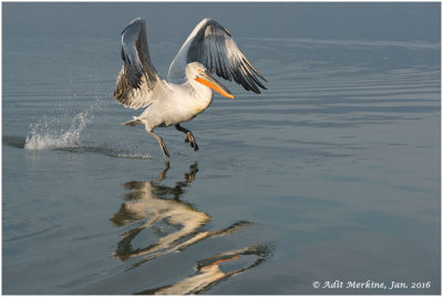 Dancing on the water