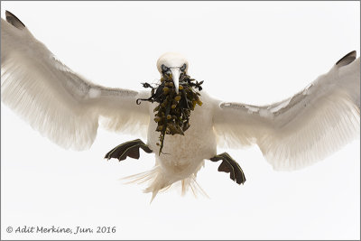 Northern gannet - flight shots