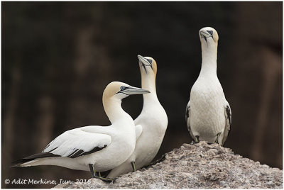 Northern gannet - Portraits