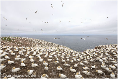 Northern gannet - The colony