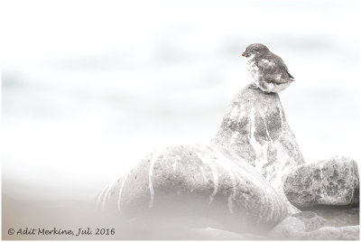 Least auklet - The mysterious series