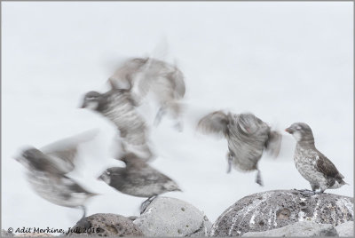 Least auklet - The mysterious series